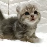 キンカロー【静岡県・男の子・2025年9月17日・ブルータビー】の写真4