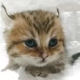 キンカロー【静岡県・女の子・2025年9月17日・ブラウンタビー】の写真4