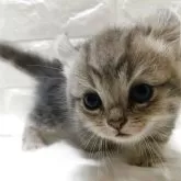 キンカロー【静岡県・男の子・2025年9月17日・ブルータビー】の写真5