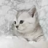 マンチカン(短足)【静岡県・女の子・2025年7月21日・シルバータビー】の写真5