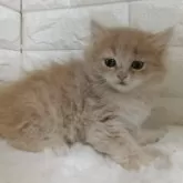 キンカロー【静岡県・男の子・2025年1月21日・クリームタビー】の写真5