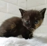 ミヌエット(短足)【静岡県・女の子・2025年9月7日・トーティー】の写真5