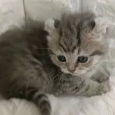 キンカロー【静岡県・男の子・2024年12月16日・ブルータビー】の写真6