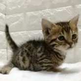 ジェネッタ【静岡県・女の子・2025年11月7日・ブラウンスポテッドタビー】の写真6