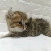 キンカロー【静岡県・女の子・2025年9月17日・ブラウンタビー】の写真7