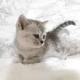 マンチカン(短足)【静岡県・女の子・2025年7月21日・シルバータビー】の写真7