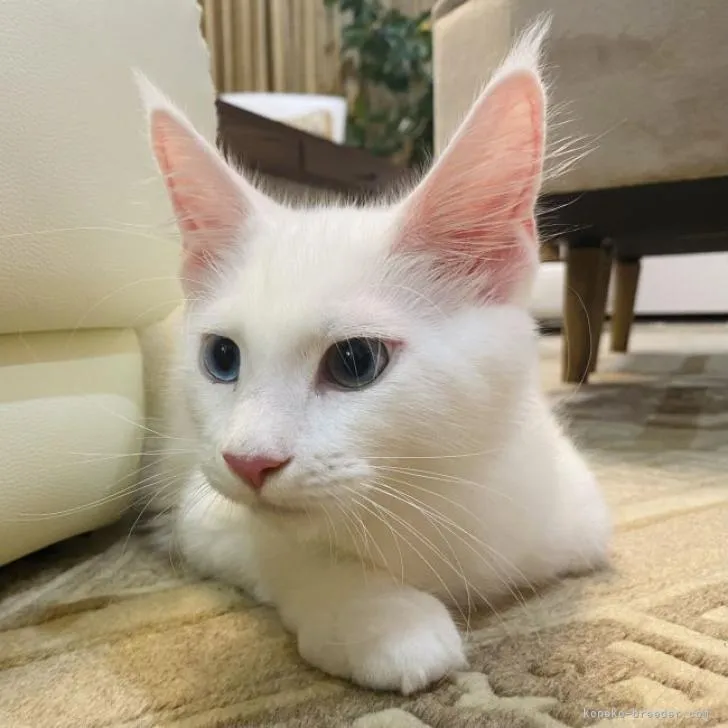 K 様のお迎えした子猫