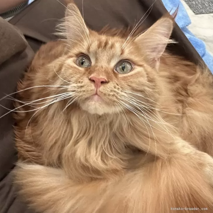 ID:2306-01386の子猫