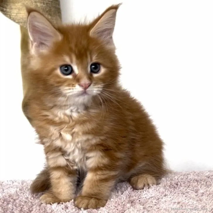 ID:2306-02255の子猫