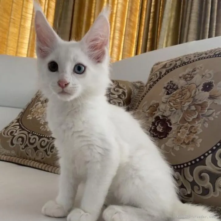 ID：2207-02031の子猫