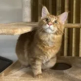 メインクーン【愛知県・男の子・2023年4月1日・レッドクラシックタビー】の写真1「2023/09/24撮影📸」