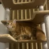 メインクーン【愛知県・男の子・2023年4月1日・レッドクラシックタビー】の写真4「2023/05/25撮影」