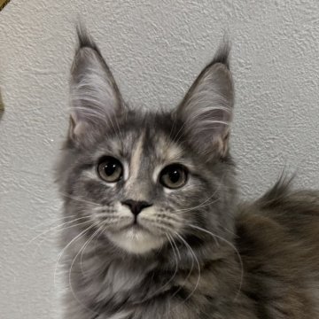 メインクーン【愛知県・女の子・2025年7月17日・ブルートービー】の写真「プリティーフェイス♡」