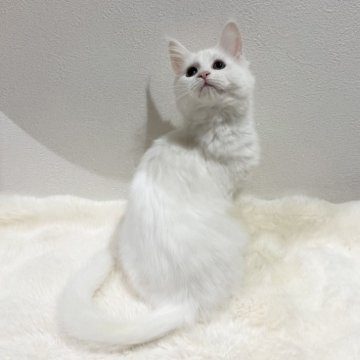 メインクーン【愛知県・女の子・2025年7月17日・ホワイトソリッド】の写真「お顔まん丸女のコ♡」