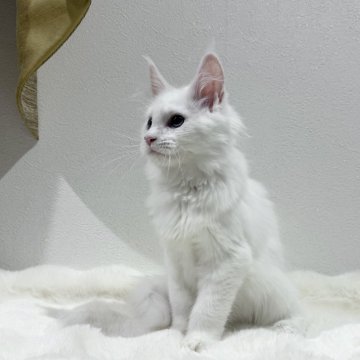 メインクーン【愛知県・男の子・2025年7月17日・ホワイトソリッド】の写真「可愛いお顔♡」