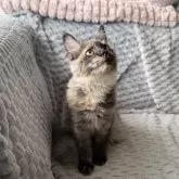 メインクーン【愛知県・女の子・2025年4月23日・ブラックスモークトーティー】の写真2