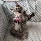 メインクーン【愛知県・女の子・2025年4月23日・ブラックスモークトーティー】の写真3