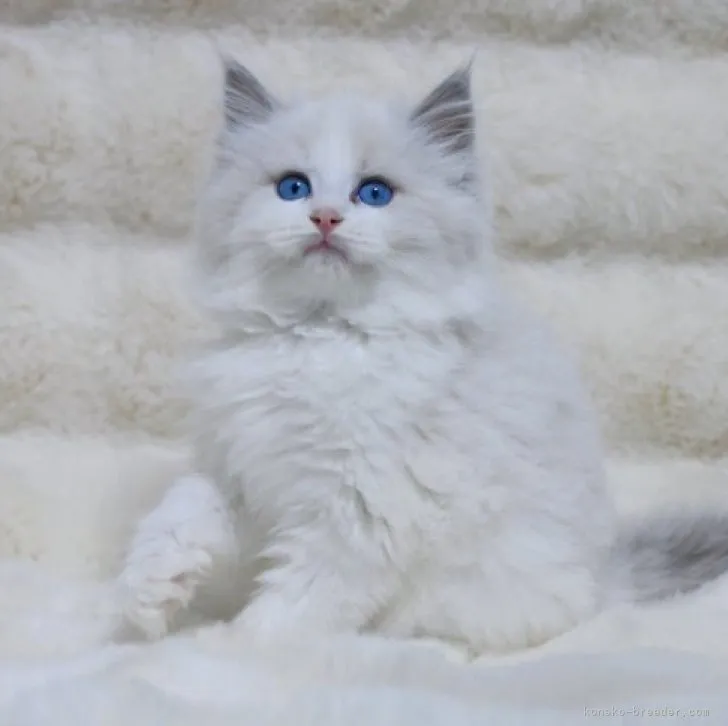 ID：2310-00739の子猫