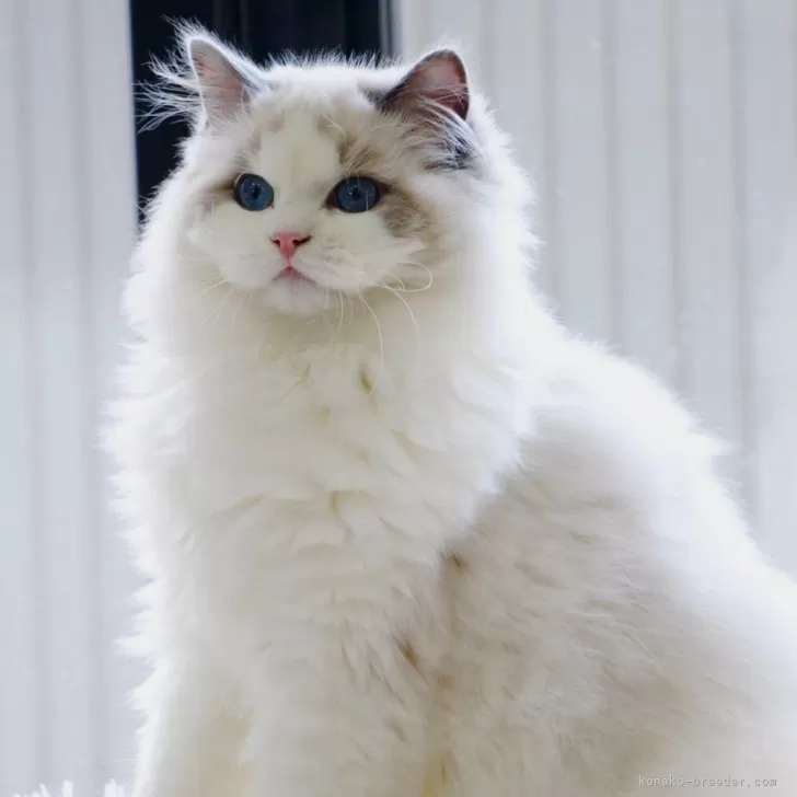 Y.T 様のお迎えした子猫