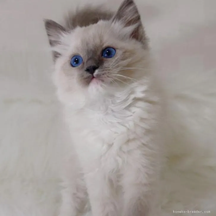 ID:2301-02424の子猫