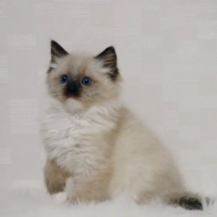 ID：2303-01679の子猫