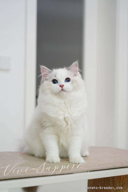 ラグドール【・女の子・2023年1月11日・ブルークリームリンクスポイントバイカラー】