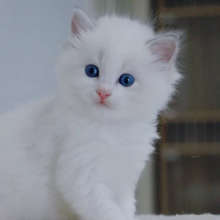 ID:2406-00229の子猫