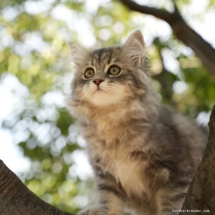 ID：2312-01220の子猫