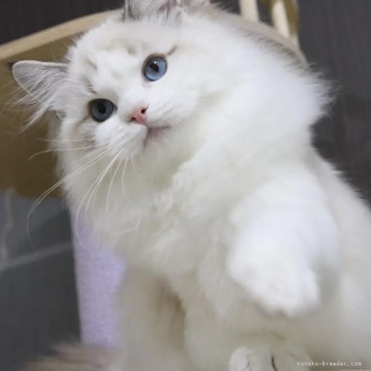 ハトちゃん 様のお迎えした子猫