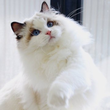 ラグドール【大阪府・男の子・2023年7月30日・シールポイント バイカラー】の写真「西日本キャットショーでbest kitten」