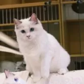 ラグドール【大阪府・女の子・2024年4月25日・ブルーポイントバイカラー】の写真1