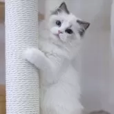 ラグドール【大阪府・女の子・2025年5月5日・ブルーポイントバイカラー】の写真9