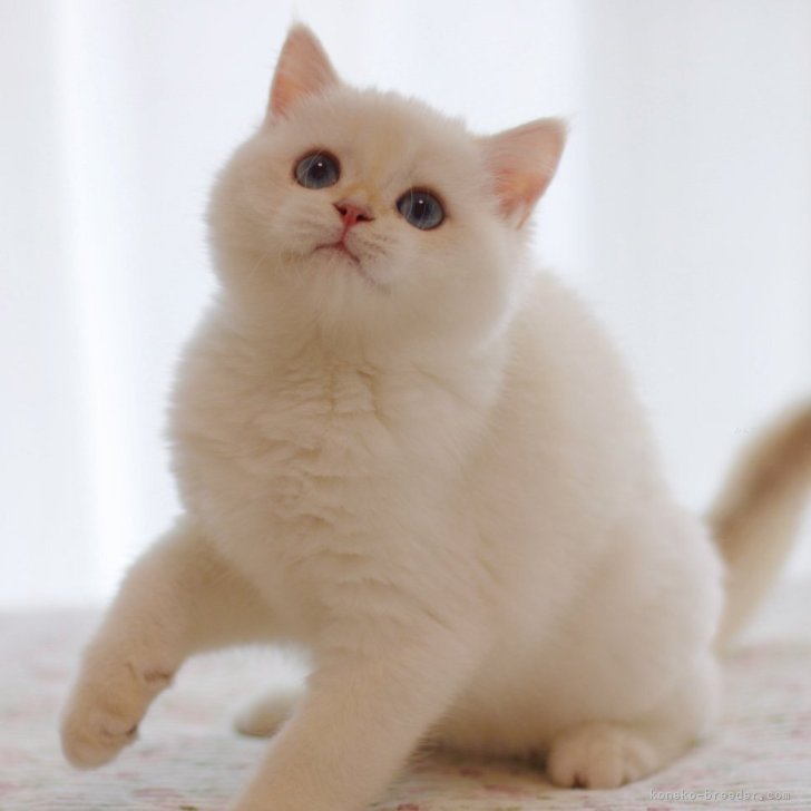 ブリーダー画像