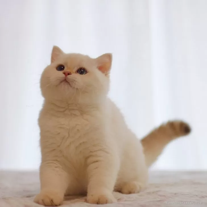 ID：2508-01152の子猫