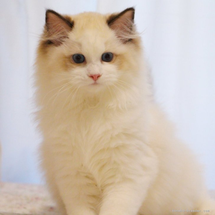 ブリーダー画像