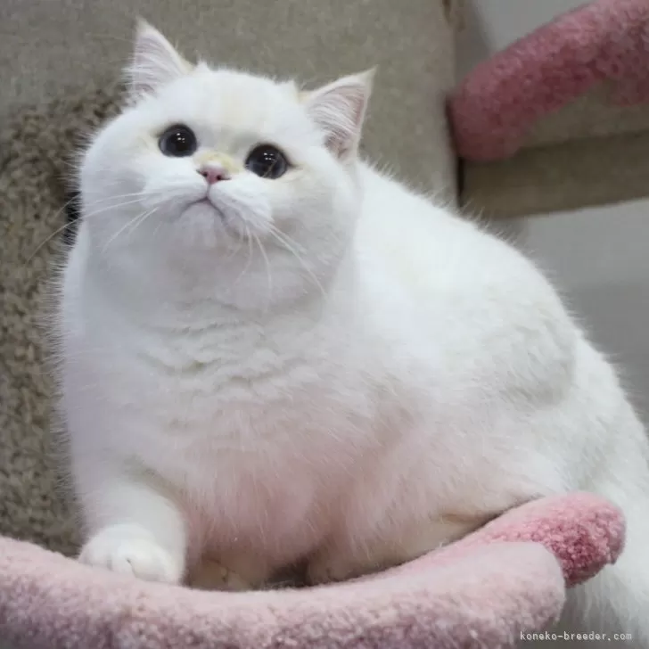 ブリティッシュショートヘア【大阪府・男の子・2025年6月1日・ゴールデンポイント】の写真1