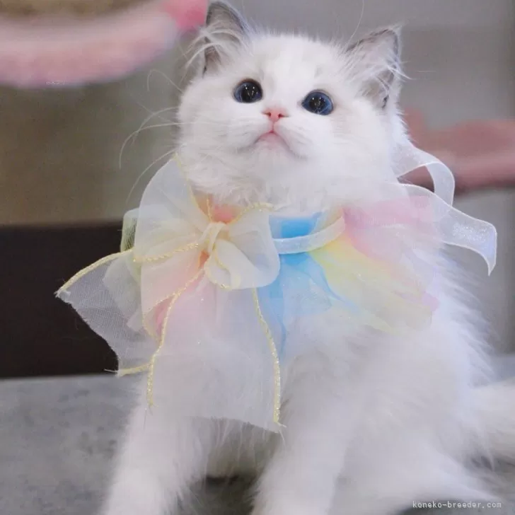 ID：2507-00483の子猫