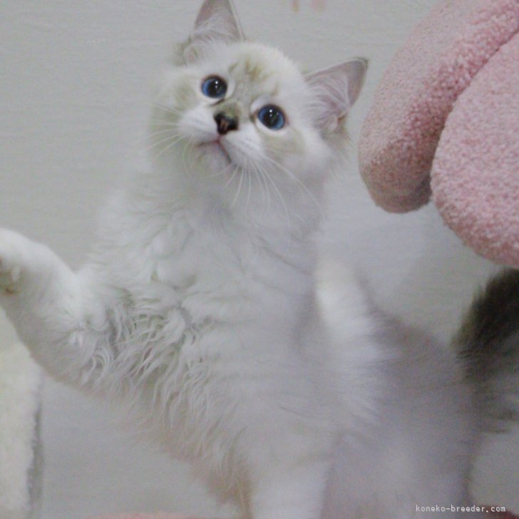ラグドール【大阪府・男の子・2025年4月11日・シールリンク