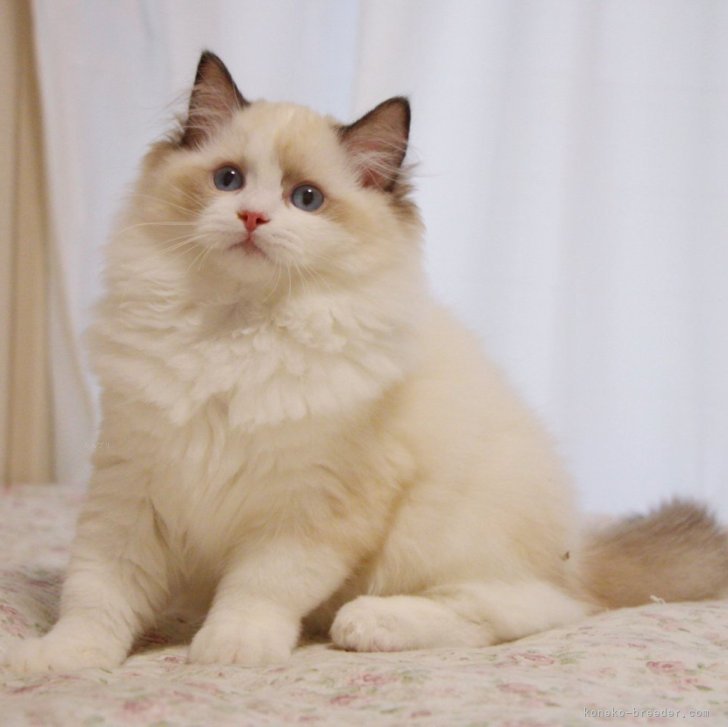 ブリーダー画像