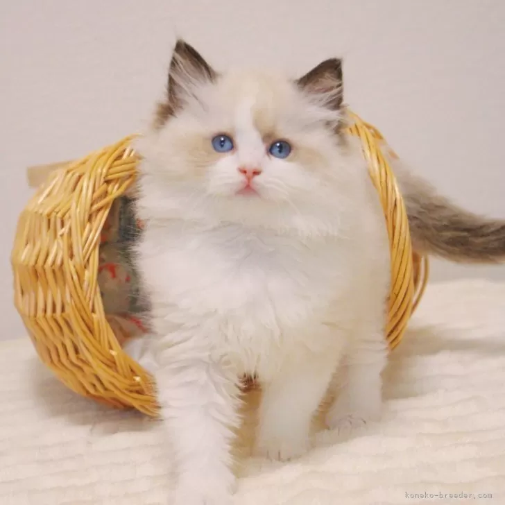 大阪の猫 hq720.jpg?sqp=-