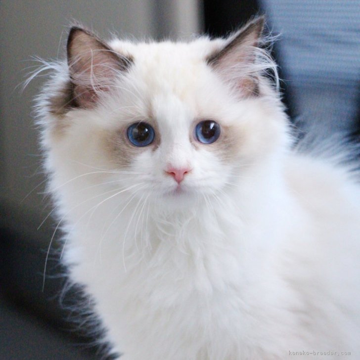 ブリーダー画像