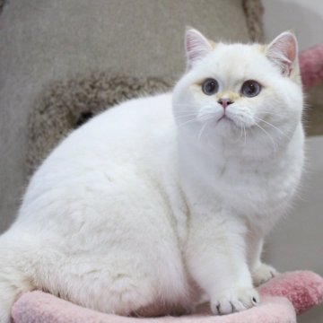 ブリティッシュショートヘア【大阪府・男の子・2025年6月1日・ゴールデンポイント】の写真「元気な男の子」