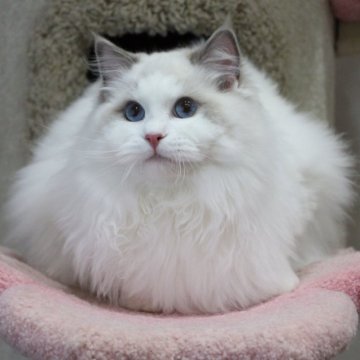 ラグドール【大阪府・男の子・2025年6月9日・ブルーポイントバイカラー】の写真「優しくて穏やかな男の子(キャンペーン中」