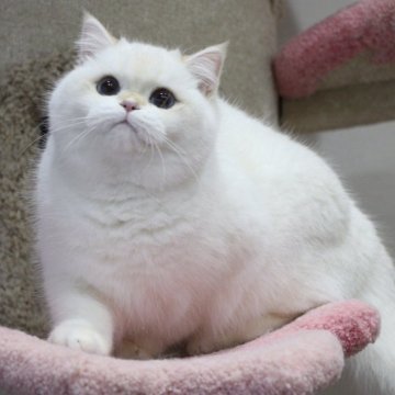 ブリティッシュショートヘア【大阪府・男の子・2025年6月1日・ゴールデンポイント】の写真「元気な男の子」