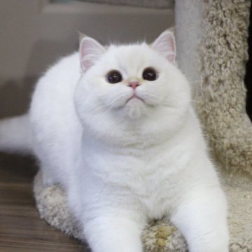 ブリティッシュショートヘア【大阪府・女の子・2025年6月1日・ゴールデンポイント】の写真「優しいお顔の女の子」