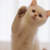 ブリティッシュショートヘア