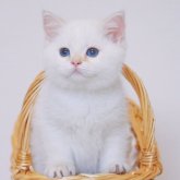 ブリティッシュショートヘア