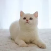 ブリティッシュショートヘア