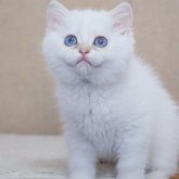ブリティッシュショートヘア
