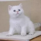 ブリティッシュショートヘア